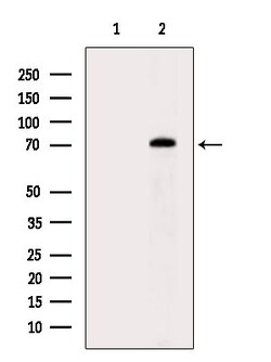 Invitrogen PEO1 Polyclonal Antibody 100 &mu;L | Buy Online | Invitrogen&trade; | Fisher Scientific
