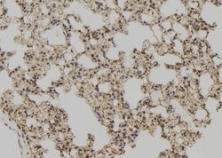 Invitrogen GLRX Polyclonal Antibody 100 &mu;L; Unconjugated:Antibodies,