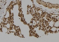 Invitrogen Geminin Polyclonal Antibody 100 &mu;L | Buy Online | Invitrogen&trade; | Fisher Scientific