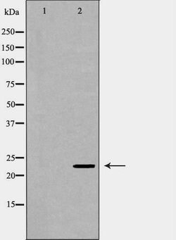 Invitrogen Geminin Polyclonal Antibody 100 &mu;L | Buy Online | Invitrogen&trade; | Fisher Scientific