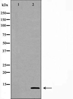 Invitrogen GHRH Polyclonal Antibody 100 &mu;L | Buy Online | Invitrogen&trade; | Fisher Scientific