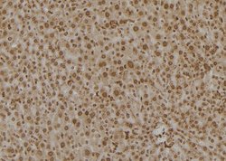 Invitrogen PSMC6 Polyclonal Antibody 100 &mu;L; Unconjugated:Antibodies,