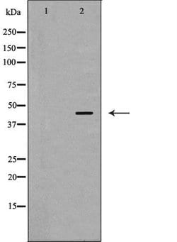 Invitrogen PSMC6 Polyclonal Antibody 100 &mu;L; Unconjugated:Antibodies,