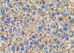 Invitrogen™ Nectin 2 Polyclonal Antibody