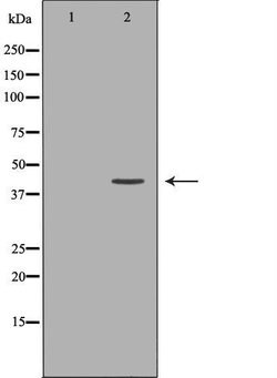 Invitrogen WIF1 Polyclonal Antibody 100 &mu;L | Buy Online | Invitrogen&trade; | Fisher Scientific