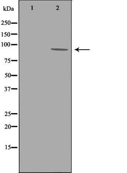 Invitrogen ADAM9 Polyclonal Antibody 100 &mu;L; Unconjugated:Antibodies,