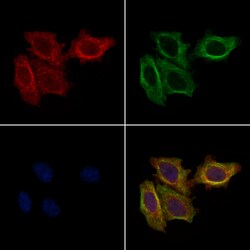 Invitrogen FBP1 Polyclonal Antibody 100 &mu;L; Unconjugated:Antibodies,