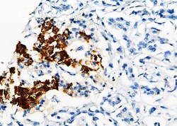 Invitrogen FBP1 Polyclonal Antibody 100 &mu;L; Unconjugated:Antibodies,