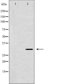 Invitrogen HUS1 Polyclonal Antibody 100 &mu;L; Unconjugated:Antibodies,