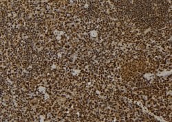 Invitrogen MPG Polyclonal Antibody 100 &mu;L; Unconjugated:Antibodies,