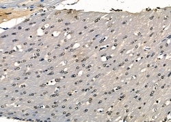 Invitrogen MPG Polyclonal Antibody 100 &mu;L; Unconjugated:Antibodies,