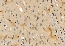 Invitrogen MPG Polyclonal Antibody 100 &mu;L; Unconjugated:Antibodies,