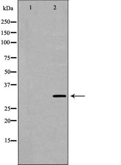 Invitrogen MPG Polyclonal Antibody 100 &mu;L; Unconjugated:Antibodies,