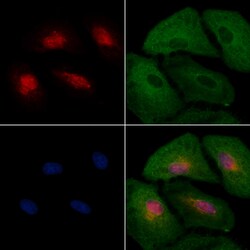 Invitrogen HEC1 Polyclonal Antibody 100 &mu;L; Unconjugated:Antibodies,