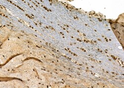 Invitrogen HEC1 Polyclonal Antibody 100 &mu;L; Unconjugated:Antibodies,