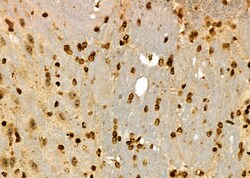 Invitrogen HEC1 Polyclonal Antibody 100 &mu;L; Unconjugated:Antibodies,