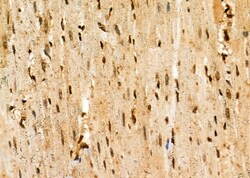 Invitrogen HEC1 Polyclonal Antibody 100 &mu;L; Unconjugated:Antibodies,