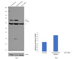 Invitrogen HEC1 Polyclonal Antibody 100 &mu;L; Unconjugated:Antibodies,