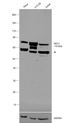 Invitrogen HEC1 Polyclonal Antibody 100 &mu;L; Unconjugated:Antibodies,
