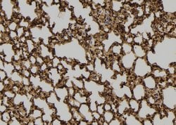 Invitrogen PEPD Polyclonal Antibody 100 &mu;L; Unconjugated:Antibodies,