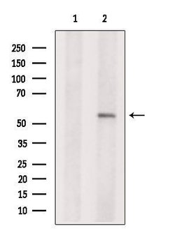 Invitrogen PEPD Polyclonal Antibody 100 &mu;L; Unconjugated:Antibodies,
