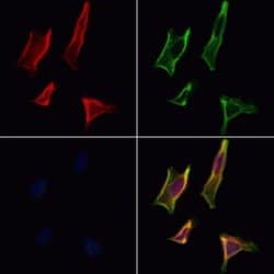 Invitrogen PACT Polyclonal Antibody 100 &mu;L; Unconjugated:Antibodies,