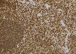 Invitrogen PACT Polyclonal Antibody 100 &mu;L; Unconjugated:Antibodies,