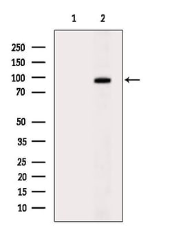 Invitrogen MCAK Polyclonal Antibody 100 &mu;L; Unconjugated:Antibodies,