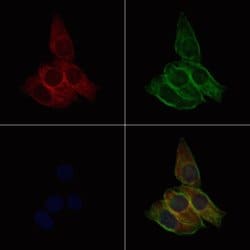 Invitrogen PER3 Polyclonal Antibody 100 &mu;L | Buy Online | Invitrogen&trade; | Fisher Scientific