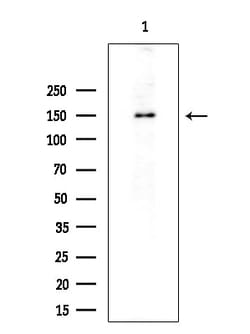 Invitrogen PER3 Polyclonal Antibody 100 &mu;L | Buy Online | Invitrogen&trade; | Fisher Scientific