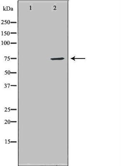 Invitrogen HDC Polyclonal Antibody 100 &mu;L | Buy Online | Invitrogen&trade; | Fisher Scientific