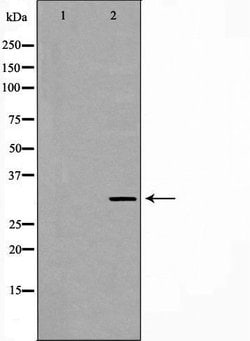Invitrogen PEX19 Polyclonal Antibody 100 &mu;L; Unconjugated:Antibodies,