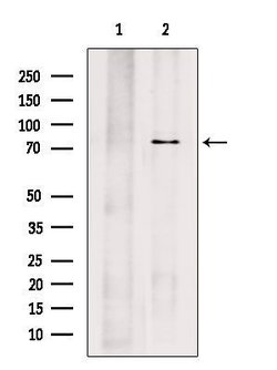 Invitrogen PRPF3 Polyclonal Antibody 100 &mu;L; Unconjugated:Antibodies,