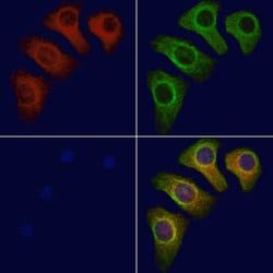 Invitrogen PSRC1 Polyclonal Antibody 100 &mu;L; Unconjugated:Antibodies,