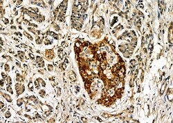 Invitrogen PSRC1 Polyclonal Antibody 100 &mu;L; Unconjugated:Antibodies,
