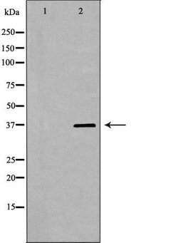 Invitrogen PSRC1 Polyclonal Antibody 100 &mu;L; Unconjugated:Antibodies,
