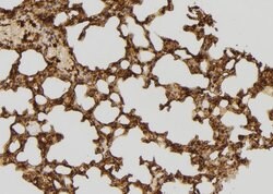 Invitrogen RFC4 Polyclonal Antibody 100 &mu;L | Buy Online | Invitrogen&trade; | Fisher Scientific