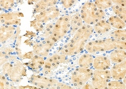 Invitrogen RFC4 Polyclonal Antibody 100 &mu;L | Buy Online | Invitrogen&trade; | Fisher Scientific