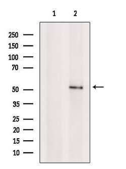 SEMG1 Polyclonal Antibody:Antibodies, Polyclonal