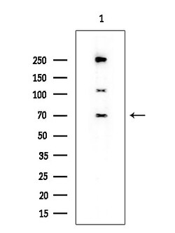 Invitrogen KLC1 Polyclonal Antibody 100 &mu;L; Unconjugated:Antibodies,