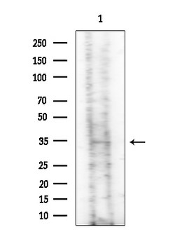 Invitrogen PNMT Polyclonal Antibody 100 &mu;L; Unconjugated:Antibodies,