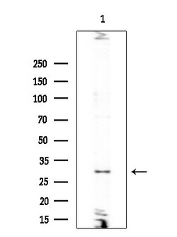 Invitrogen PNMT Polyclonal Antibody 100 &mu;L; Unconjugated:Antibodies,