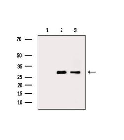 Invitrogen PSMF1 Polyclonal Antibody 100 &mu;L; Unconjugated:Antibodies,