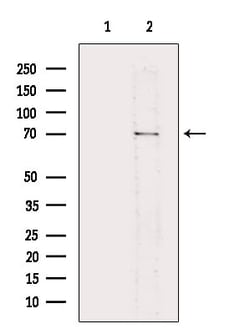 Invitrogen L-Plastin Polyclonal Antibody 100 &mu;L; Unconjugated:Antibodies,