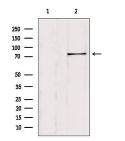 Invitrogen SH2B1 Polyclonal Antibody 100 &mu;L; Unconjugated:Antibodies,