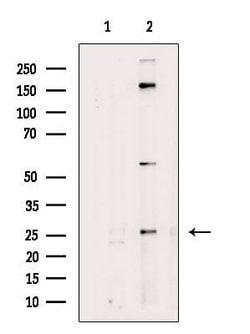 Invitrogen RABL2A Polyclonal Antibody 100 &mu;L; Unconjugated:Antibodies,