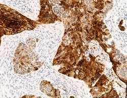 Invitrogen MLKL Polyclonal Antibody 100 &mu;L | Buy Online | Invitrogen&trade; | Fisher Scientific