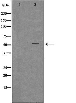 Invitrogen MLKL Polyclonal Antibody 100 &mu;L | Buy Online | Invitrogen&trade; | Fisher Scientific