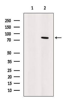 Invitrogen Artemis Polyclonal Antibody 100 &mu;L | Buy Online | Invitrogen&trade; | Fisher Scientific