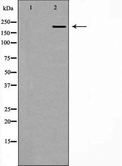 Invitrogen PCM1 Polyclonal Antibody 100 &mu;L; Unconjugated:Antibodies,